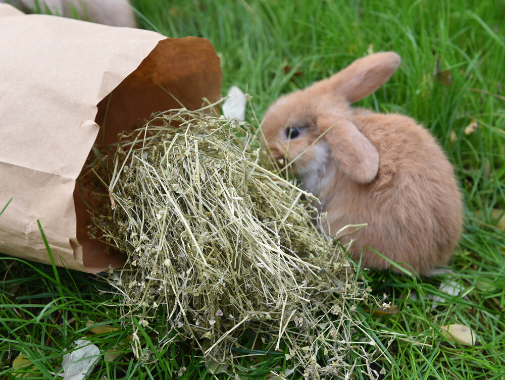Kokoška pastuší tobolka_kralik